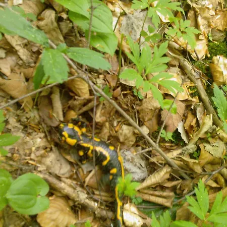 Проживание в семье Chata Muszyna *